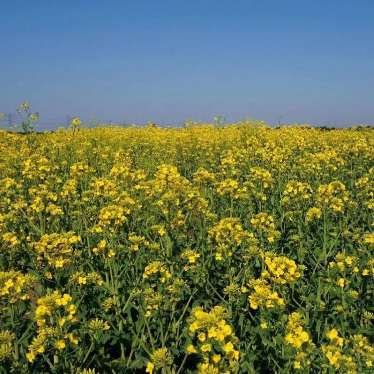 <a href='http://www.fscangbo.com/caohuazhongzi/17855.html' target='_blank'>油菜</a>花