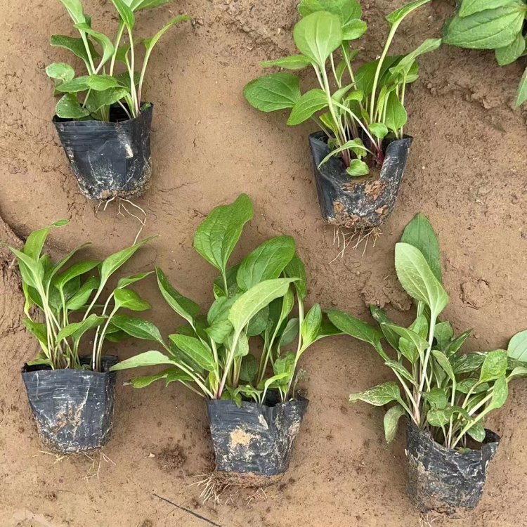 <a href='http://www.fscangbo.com/caohuazhongzi/16047.html' target='_blank'>松果菊</a>