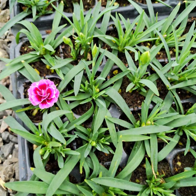 <a href='http://www.fscangbo.com/caohuazhongzi/1574.html' target='_blank'>康乃馨</a>