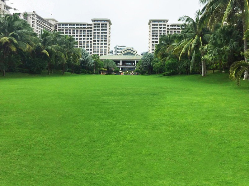 狗牙根在園林的應(yīng)用花園 狗牙根在園林的應(yīng)用花園