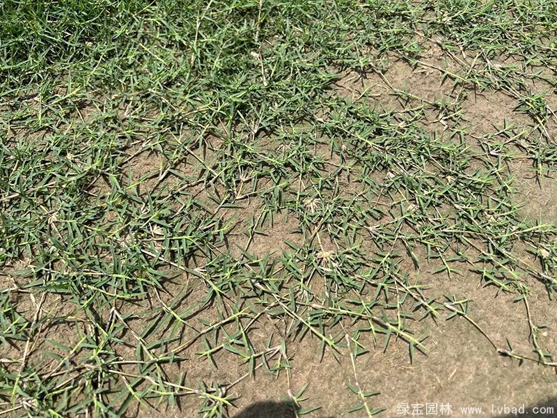 狗牙根苗圖片草坪 狗牙根苗圖片草坪