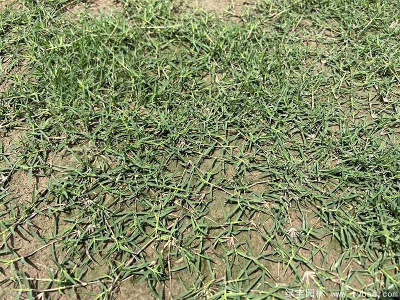 狗牙根苗圖片草坪 狗牙根苗圖片草坪