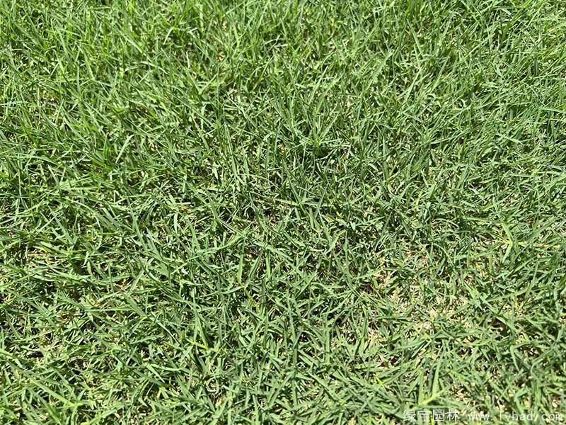 狗牙根苗圖片草坪 狗牙根苗圖片草坪