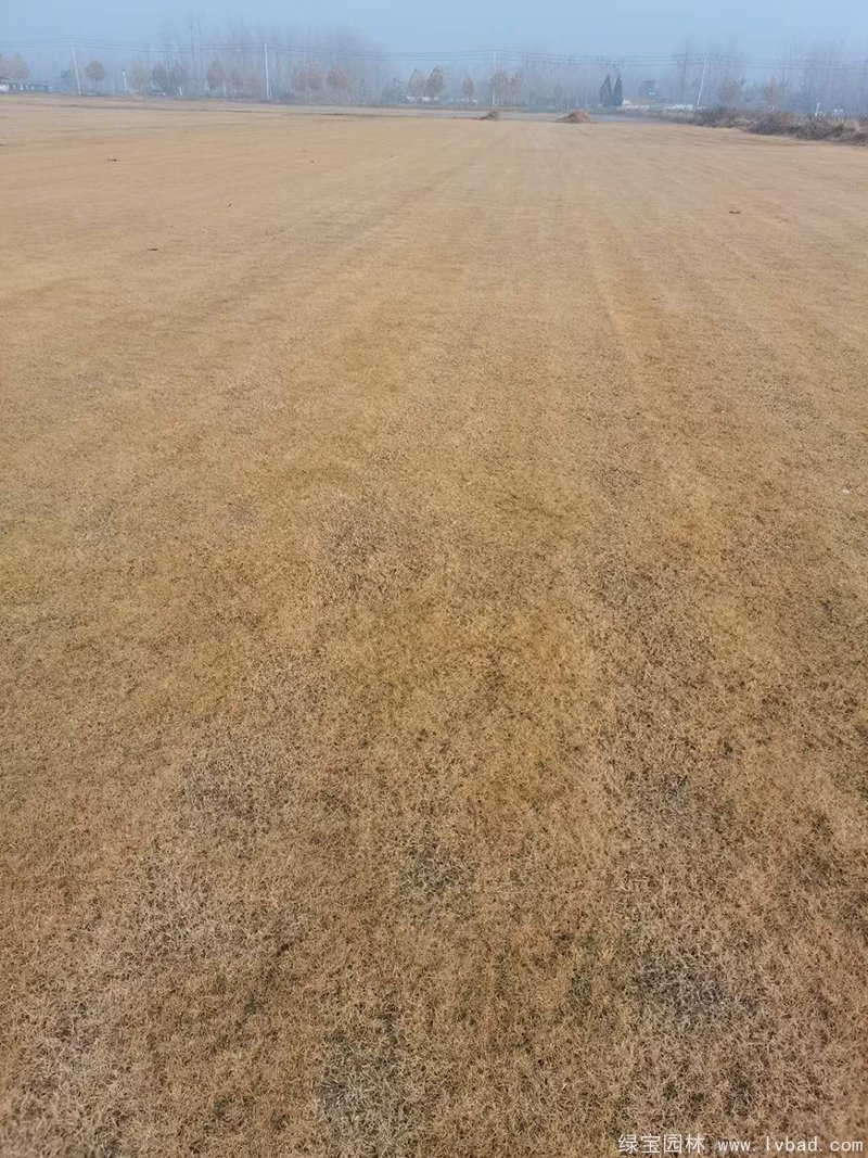 冬季的狗牙根草坪休眠枯黃期 冬季的狗牙根草坪休眠枯黃期