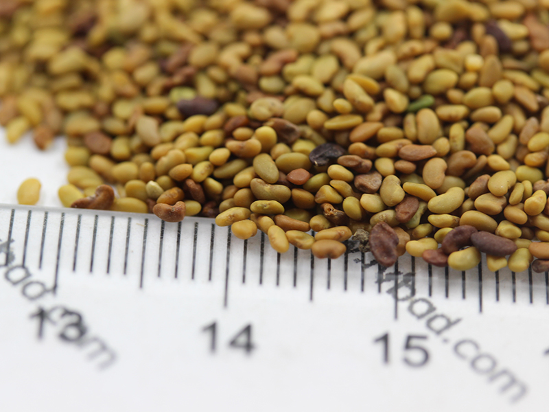 紫花苜蓿<a href='http://www.fscangbo.com/' target='_blank'>種子</a>