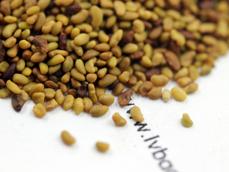 紫花<a href='http://www.fscangbo.com/mucaozhongzi/5.html' target='_blank'>苜蓿種子</a>