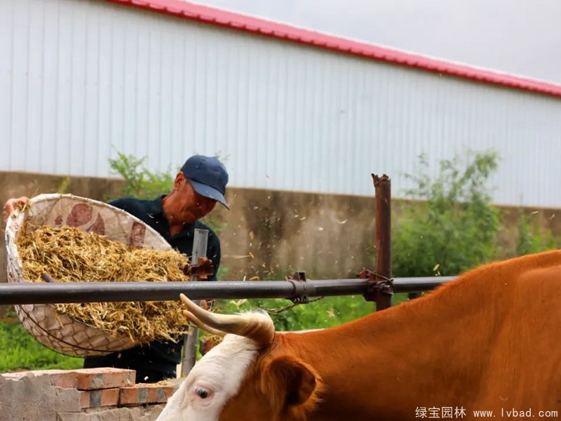 紫花<a href='http://www.fscangbo.com/mucaozhongzi/5.html' target='_blank'>苜蓿</a>青貯發(fā)酵后投喂