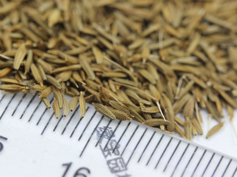 <a href='http://www.fscangbo.com/caohuazhongzi/1607.html' target='_blank'>蒲公英種子</a>