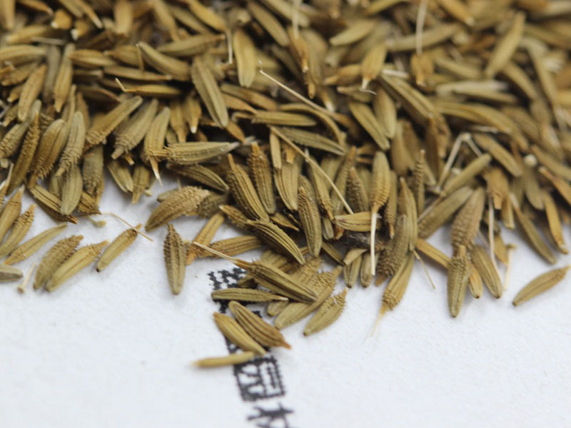 蒲公英<a href='http://www.fscangbo.com/' target='_blank'>種子</a>