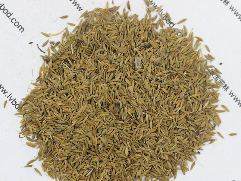 <a href='http://www.fscangbo.com/caohuazhongzi/1607.html' target='_blank'>蒲公英種子</a>