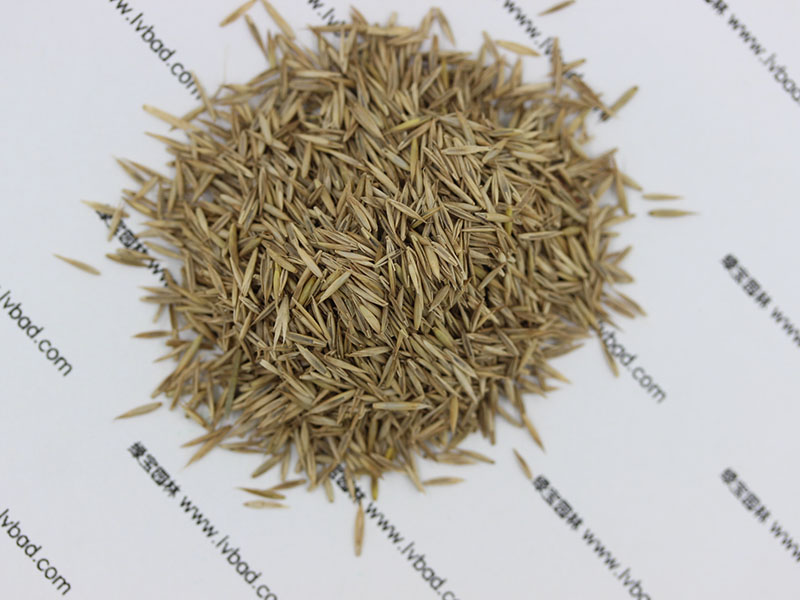 <a href='http://www.fscangbo.com/caopingzhongzi/1681.html' target='_blank'>紫羊茅種子</a>