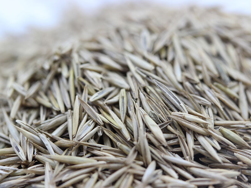 <a href='http://www.fscangbo.com/caopingzhongzi/1681.html' target='_blank'>紫羊茅</a><a href='http://www.fscangbo.com/' target='_blank'>種子</a>