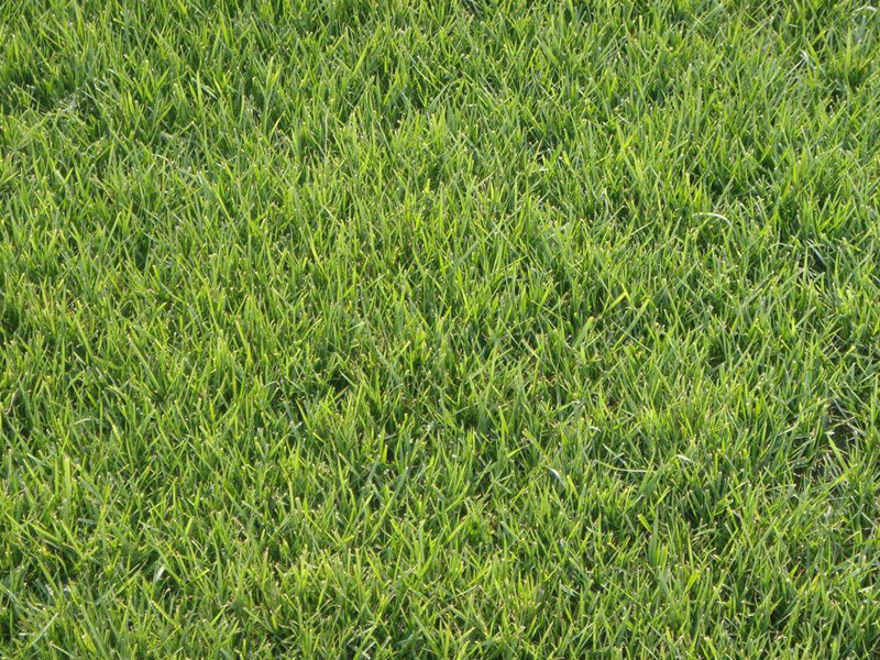 <a href='http://www.fscangbo.com/caopingzhongzi/1681.html' target='_blank'>紫羊茅</a>草坪