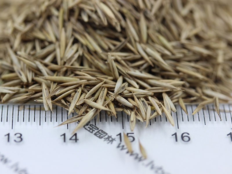 <a href='http://www.fscangbo.com/caopingzhongzi/1681.html' target='_blank'>紫羊茅種子</a>