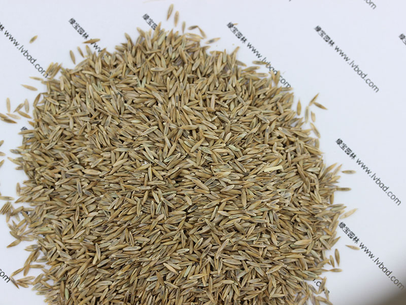 高羊茅種子 高羊茅種子