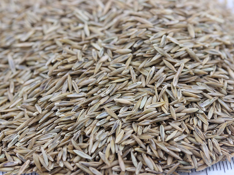 高羊茅種子 高羊茅種子