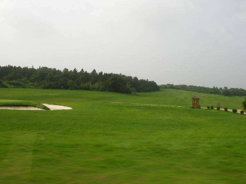 高羊茅植株草坪 高羊茅植株草坪