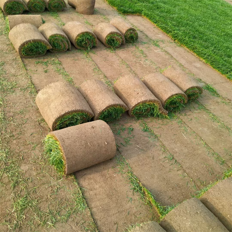 多年生黑麥草草坪 多年生黑麥草草坪