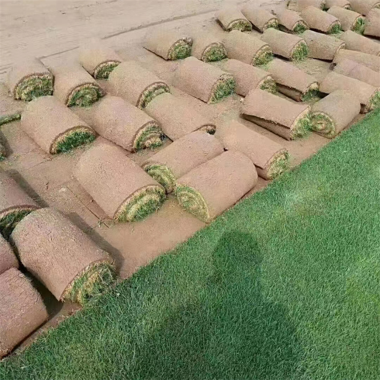 多年生黑麥草草坪 多年生黑麥草草坪