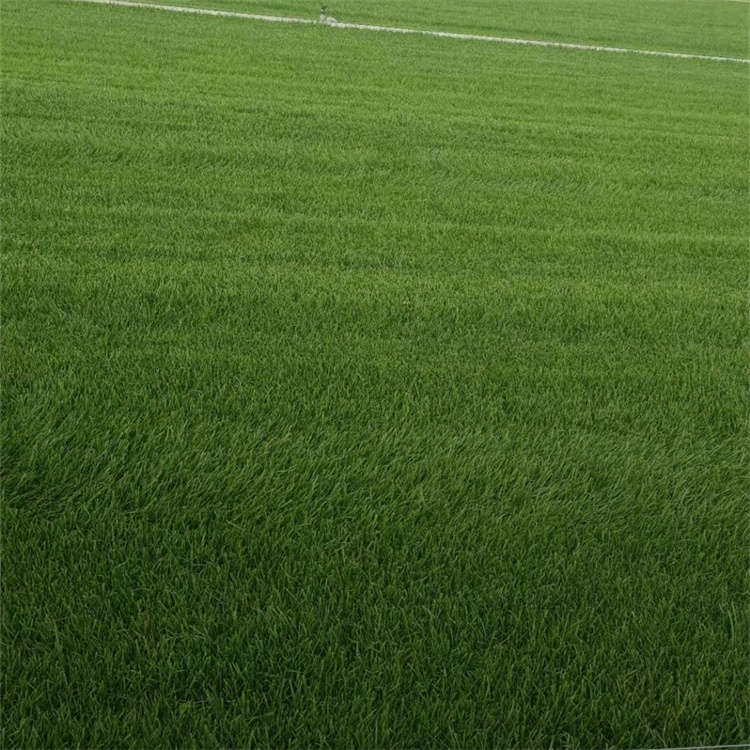 多年生黑麥草草坪 多年生黑麥草草坪