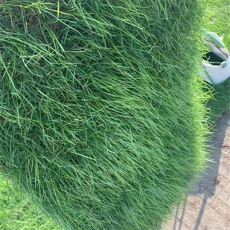 多年生黑麥草草坪 多年生黑麥草草坪