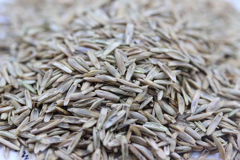 多年生黑麥草種子 多年生黑麥草種子