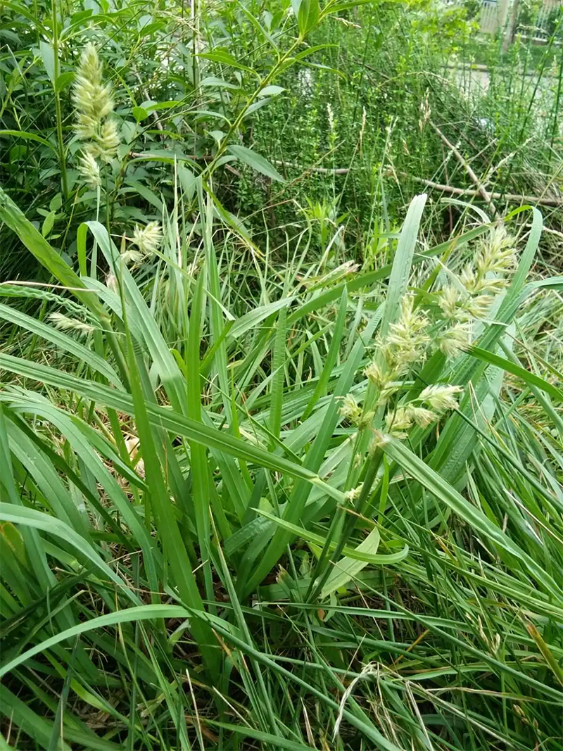 <a href='http://www.fscangbo.com/mucaozhongzi/8.html' target='_blank'>鴨茅草</a>葉子和穗