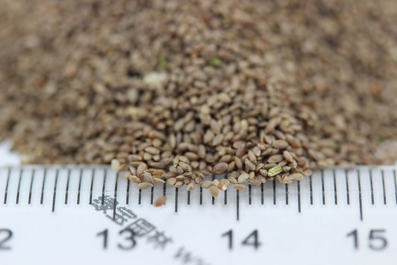 脫殼<a href='http://www.fscangbo.com/caopingzhongzi/1663.html' target='_blank'>百慕大種子</a>