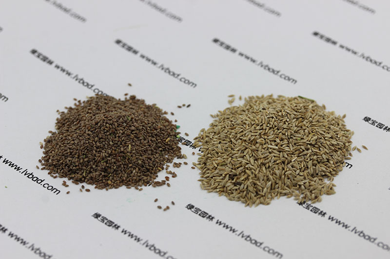 左邊脫殼<a href='http://www.fscangbo.com/caopingzhongzi/1663.html' target='_blank'>百慕大種子</a>和右邊未脫殼對(duì)比