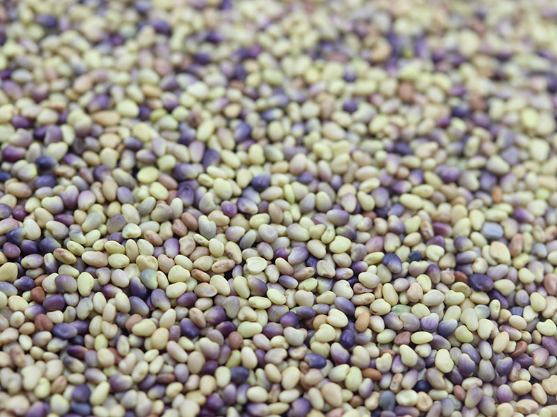 白三葉種子 白三葉種子