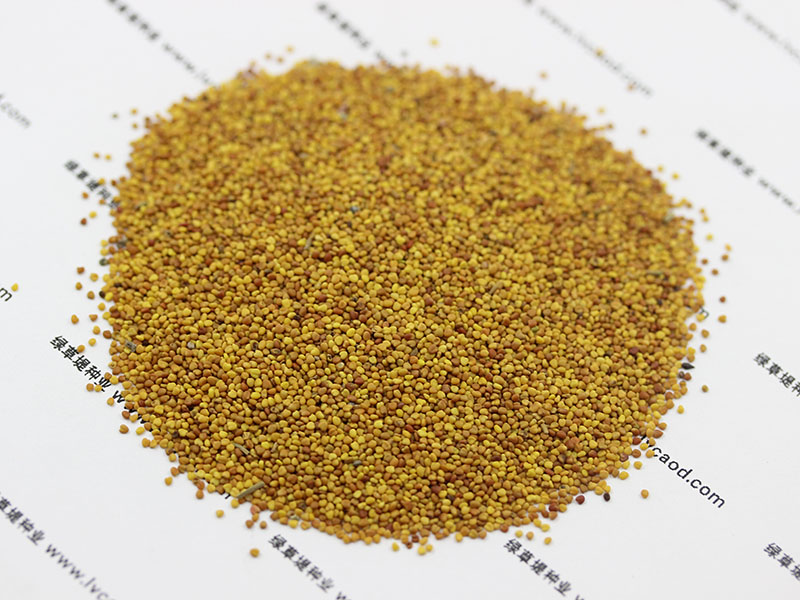 白三葉種子 白三葉種子