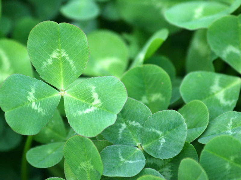 白三葉草的葉子 白三葉草的葉子