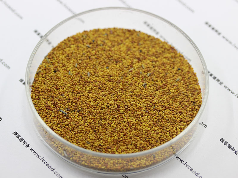 白三葉種子 白三葉種子