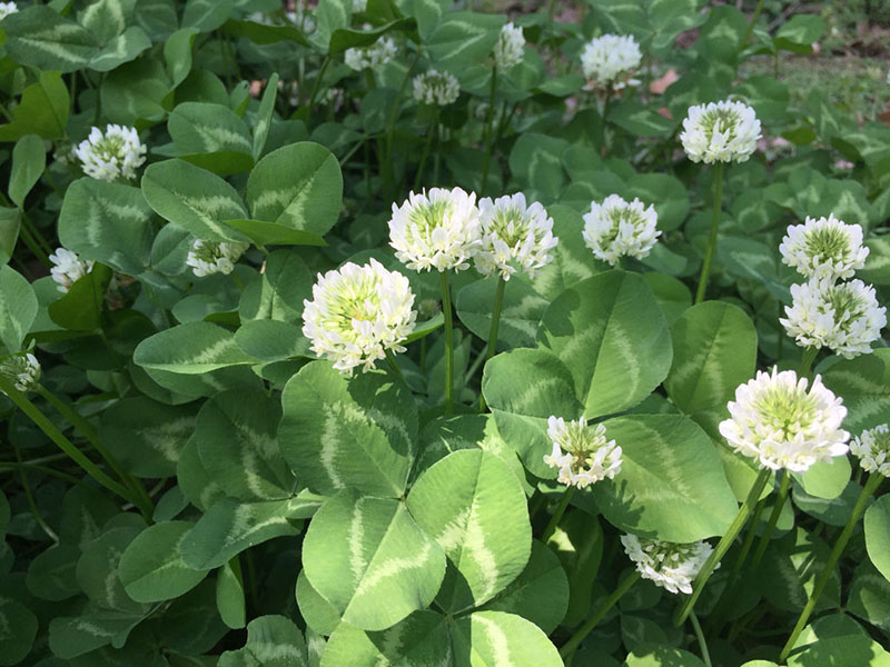 白三葉草的花朵 白三葉草的花朵
