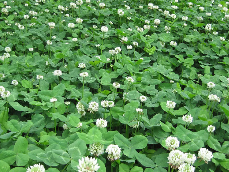 成片的白三葉草 成片的白三葉草