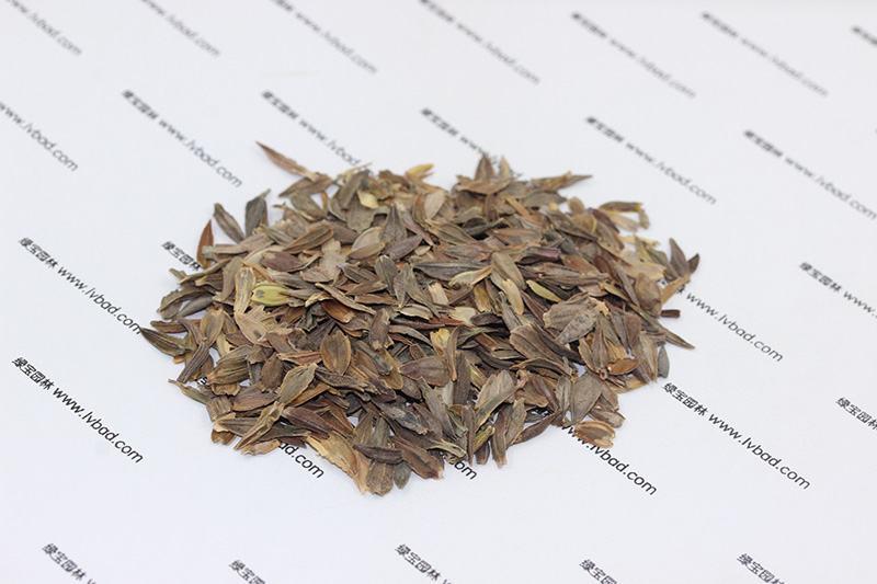 <a href='http://www.fscangbo.com/caohuazhongzi/1020.html' target='_blank'>百日草</a><a href='http://www.fscangbo.com/' target='_blank'>種子</a>