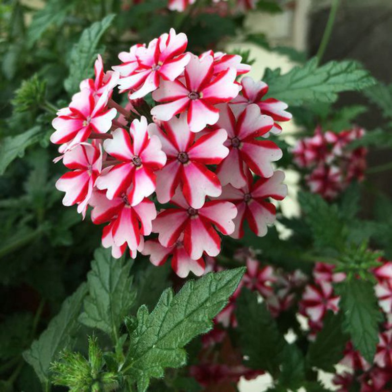 美女<a href='http://www.fscangbo.com/linmuzhongzi/1777.html' target='_blank'>櫻花</a>朵葉子