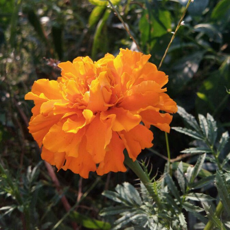 <a href='http://www.fscangbo.com/caohuazhongzi/1631.html' target='_blank'>萬(wàn)壽菊</a>