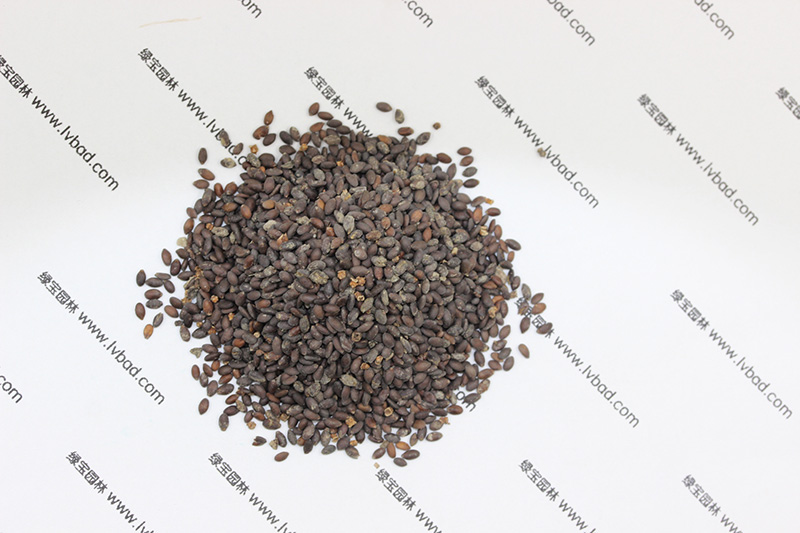 <a href='http://www.fscangbo.com/caohuazhongzi/1626.html' target='_blank'>鼠尾草種子</a>