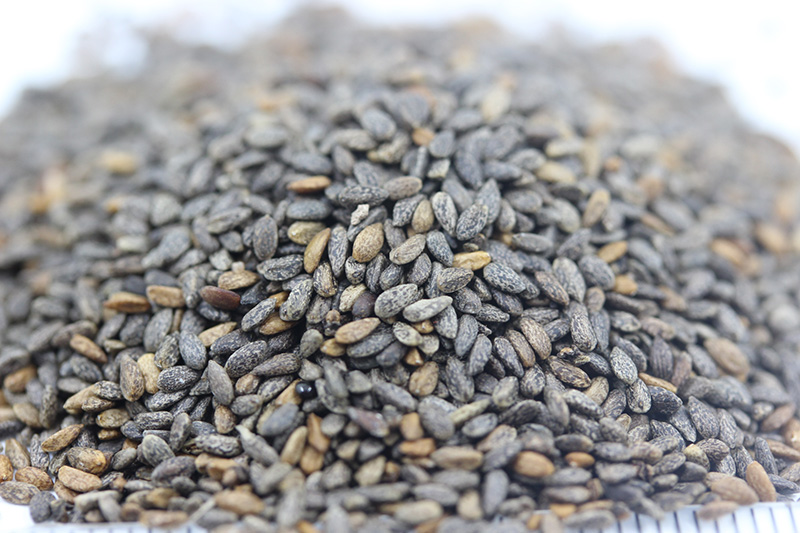 <a href='http://www.fscangbo.com/caohuazhongzi/1626.html' target='_blank'>鼠尾草</a><a href='http://www.fscangbo.com/' target='_blank'>種子</a>