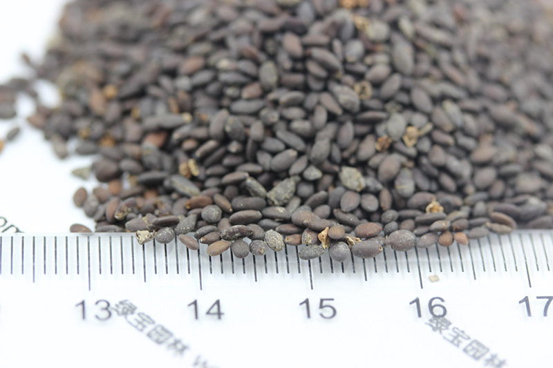 <a href='http://www.fscangbo.com/caohuazhongzi/1626.html' target='_blank'>鼠尾草種子</a>