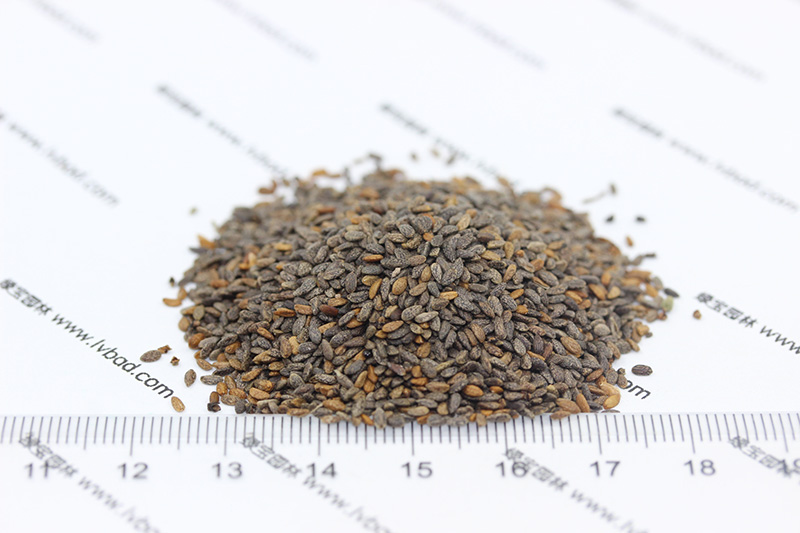 鼠尾草<a href='http://www.fscangbo.com/' target='_blank'>種子</a>