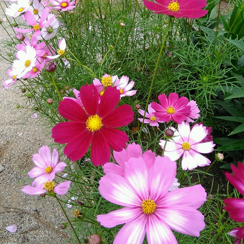 格?；?/></p><p style=