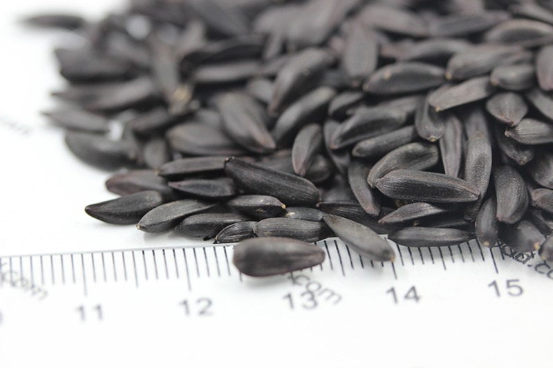 向日葵<a href='http://www.fscangbo.com/' target='_blank'>種子</a>