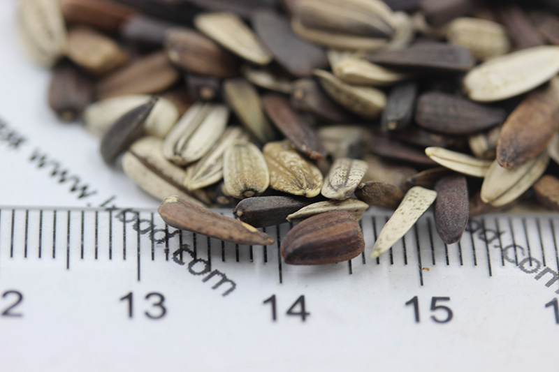 向日葵<a href='http://www.fscangbo.com/' target='_blank'>種子</a>