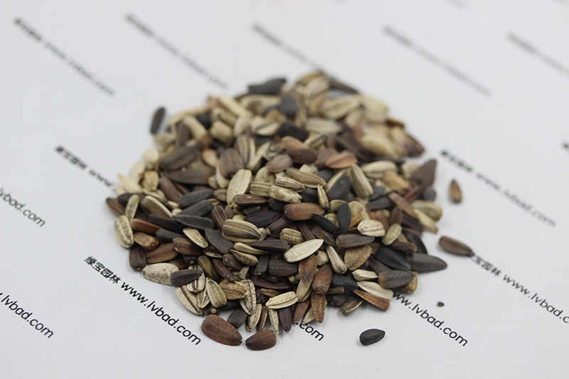 <a href='http://www.fscangbo.com/caohuazhongzi/97271.html' target='_blank'>向日葵種子</a>