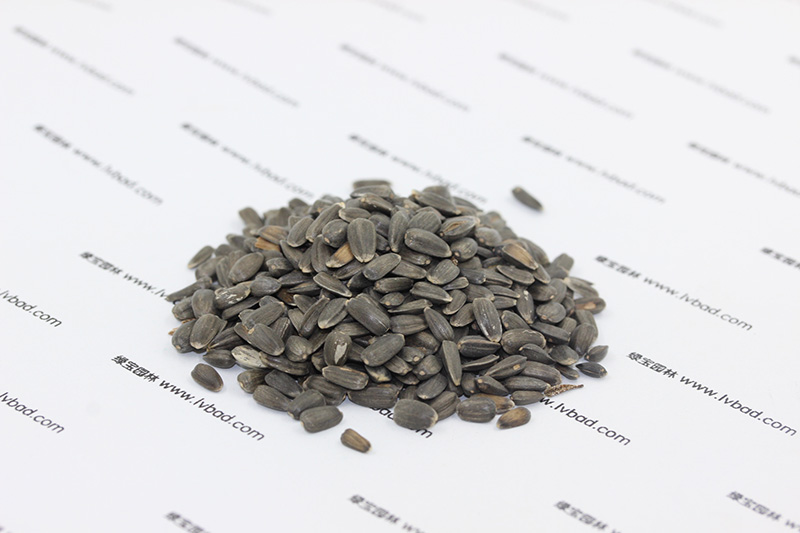 <a href='http://www.fscangbo.com/caohuazhongzi/97271.html' target='_blank'>向日葵種子</a>