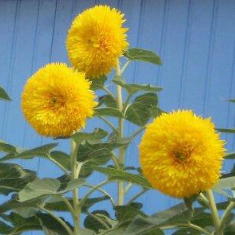 向日葵花朵花盤(pán)