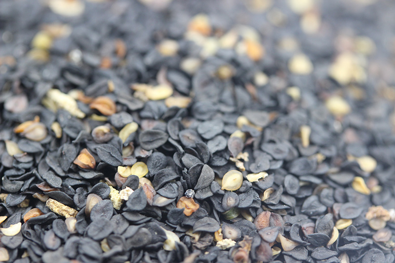 <a href='http://www.fscangbo.com/caohuazhongzi/97045.html' target='_blank'>石竹種子</a> <a href='http://www.fscangbo.com/caohuazhongzi/97045.html' target='_blank'>石竹</a><a href='http://www.fscangbo.com/' target='_blank'>種子</a>