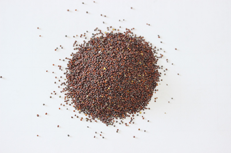 <a href='http://www.fscangbo.com/caohuazhongzi/17855.html' target='_blank'>油菜種子</a> <a href='http://www.fscangbo.com/caohuazhongzi/17855.html' target='_blank'>油菜種子</a>